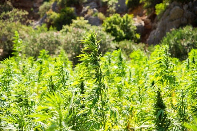 Cultiver du cannabis thérapeuthique en France
