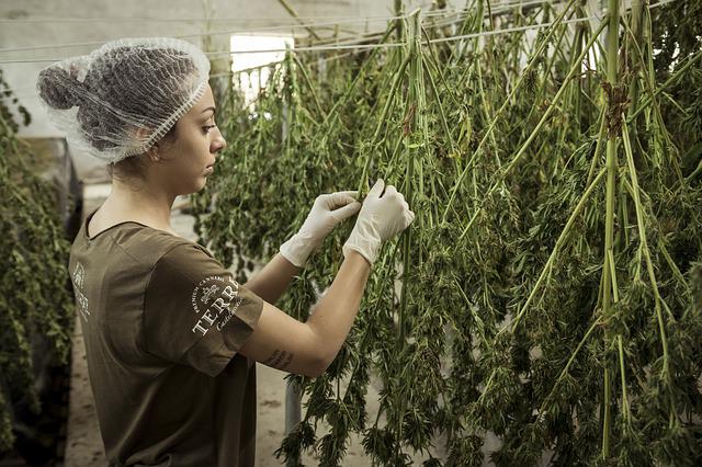 Cultiver du cannabis thérapeuthique en France