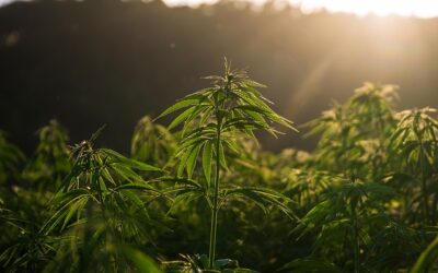 Comment cultiver du cannabis médical en France ?