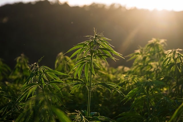 Comment cultiver du cannabis médical en Franc