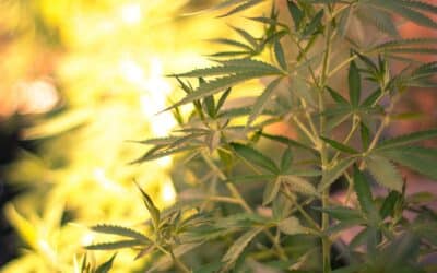 Le Cannabis CBD outdoor est il moins puissant ? (et 5 autres fake news)