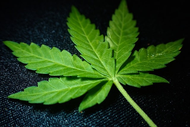 Tout ce que vous devez savoir sur le cannabis indica