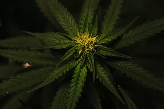 Le cannabis est-il légal en Espagne ?