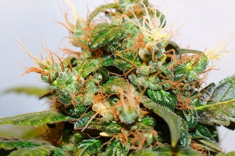 pollen de cannabis