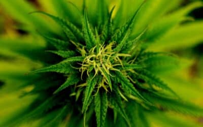 Qu’est-ce que le pollen de cannabis ? (expliqué simplement)