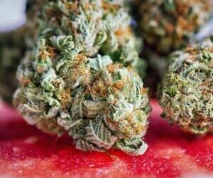Comment Consommer la Fleur de CBD ? (+ recettes)