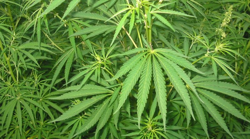Variétés de Cannabis Légales en France