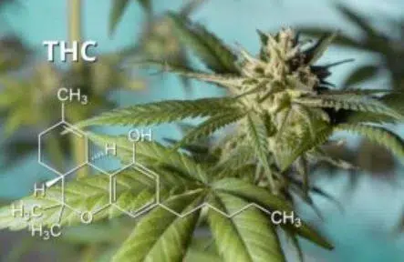 Que sont les Cannabinoïdes THCA et CBDA