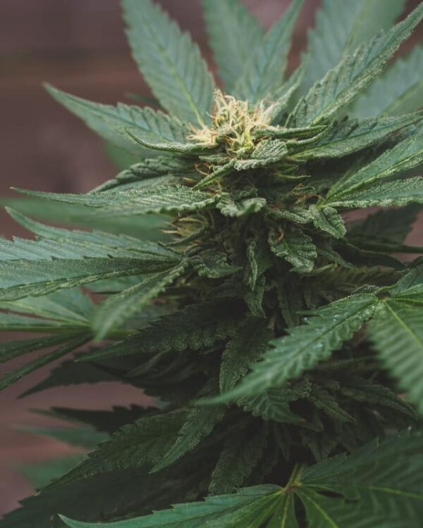 Graine CBD Critical