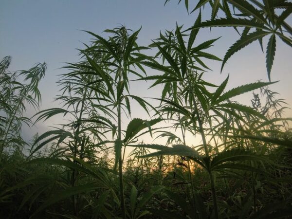 Graine CBD Critical