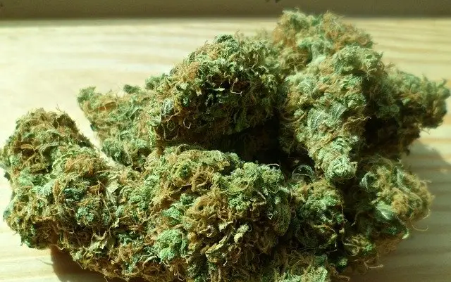 Sensemillia cannabis
