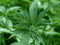 Le delta-8-tétrahydrocannabinol, également connu sous le nom de delta-8-THC, est une substance psychoactive présente dans la plante de cannabis sativa, à partir de laquelle la marijuana... 