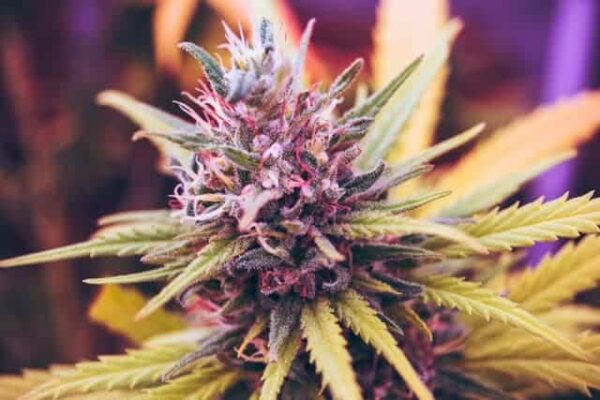 graine northern light cbd