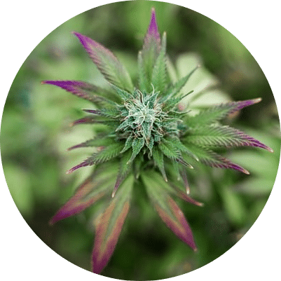 Le CBD est-il de la SuperFood ?