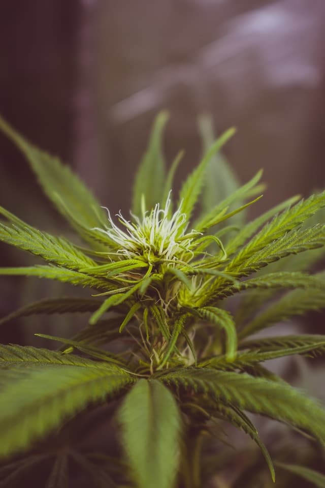 Cannabinol (CBN) : Les avantages pour l'appétit et la gestion du poids