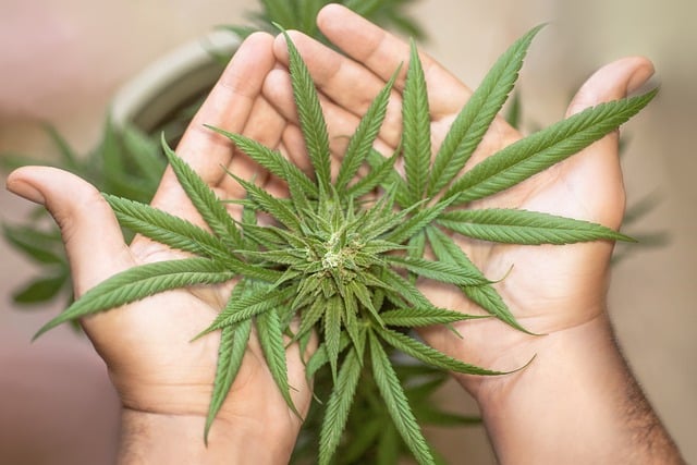 HHC : Est-ce la solution pour les consommateurs de cannabis à la recherche d’une expérience sans anxiété