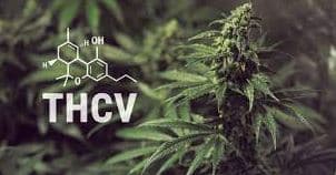 THCV VS THC