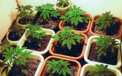 Protégé : Comment Cultiver Du Cannabis En 10 Étapes Faciles