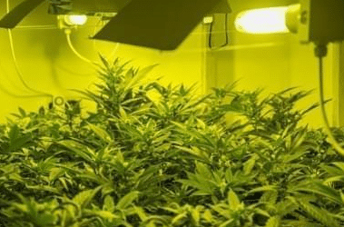 Protégé : Comment puis-je commencer à cultiver ma propre marijuana en indoor ?