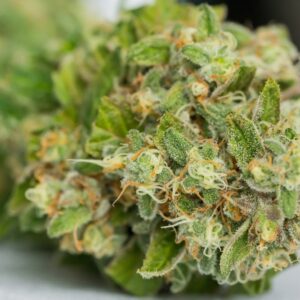 Fleur CBD Catatonic Greenhouse 0% THC : Découvrez le Goût Authentique du Cannabis sans Effets Psychoactifs