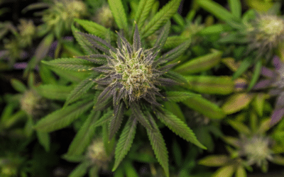 Comment Acheter La Meilleure Fleur De CBD