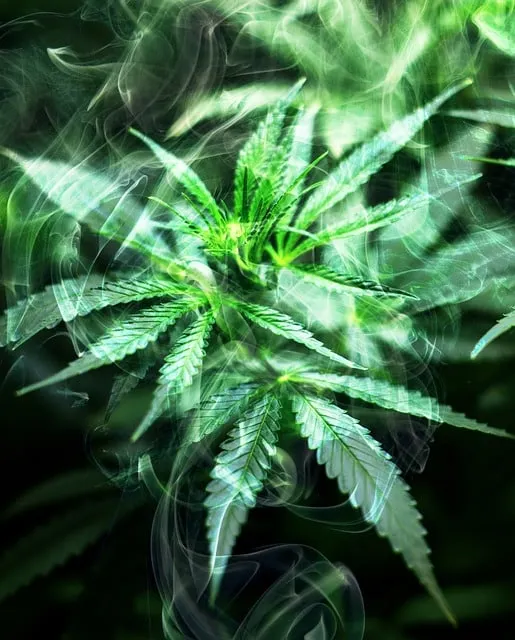 Origines Mystérieuses de la Marijuana