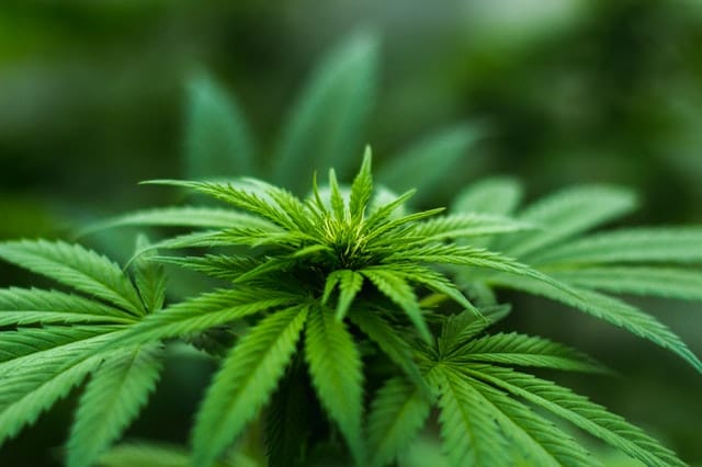 Pourquoi  ne pas légaliser cannabis