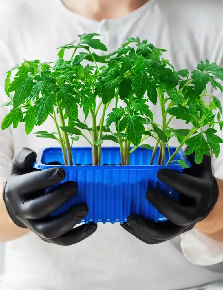 Stimulateur racines cannabis