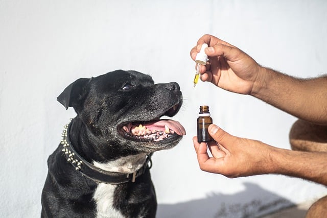 CBD pour les chiens agressifs?