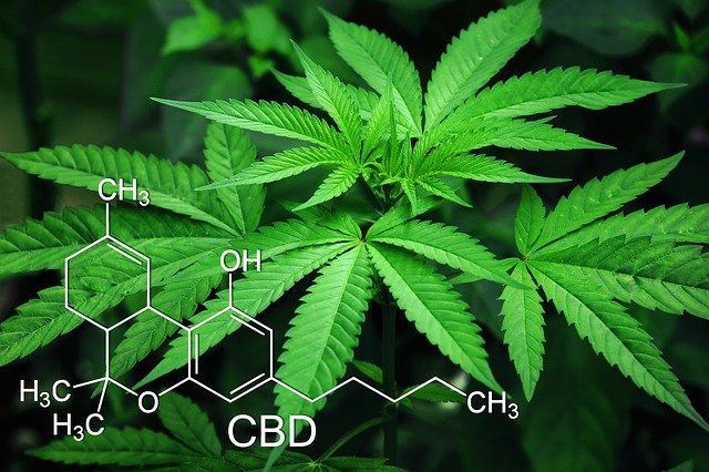 Dans Quels Etats le CBD et THC sont ils Légaux