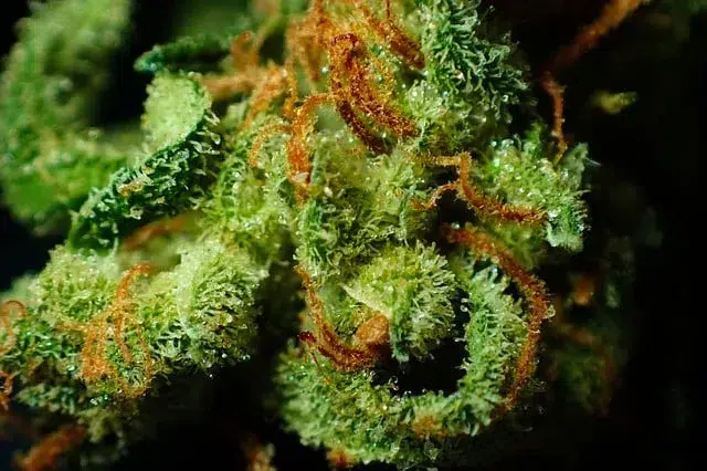 Graines de cannabis avec des plants mâles