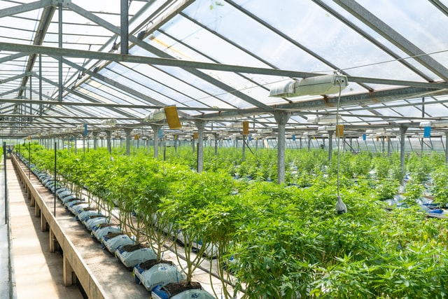  Indoor, Outdoor, Greenhouse cannabis