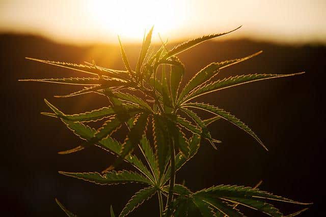 Lumière Idéale pour Cannabis CBD