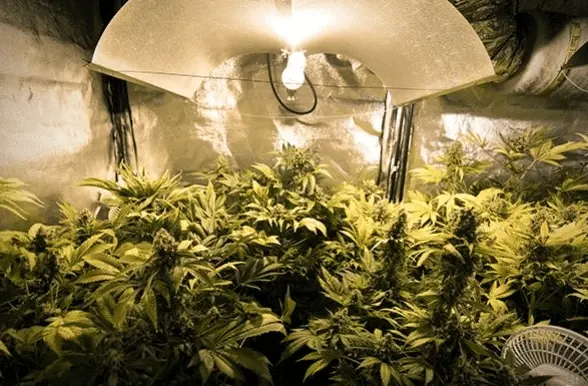  Secrets de Pros pour Cultiver du Cannabis