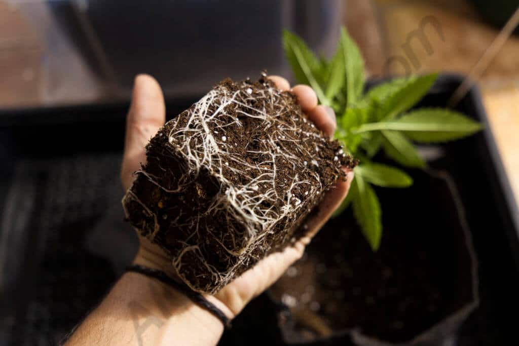  Secrets de Pros pour Cultiver du Cannabis
