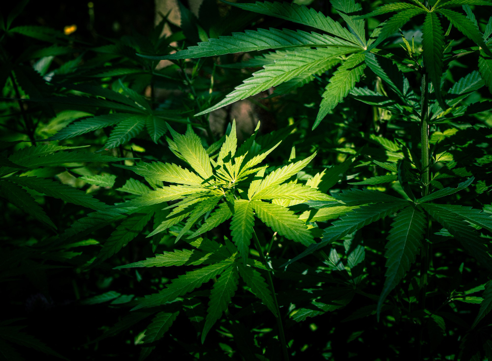Zamal  la variété de cannabis 
