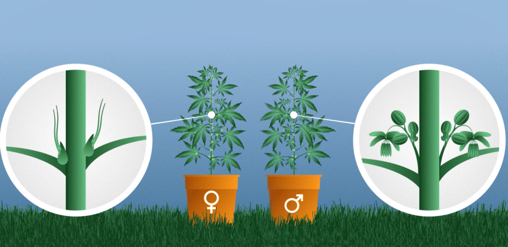 cannabis mâle vs femelle
