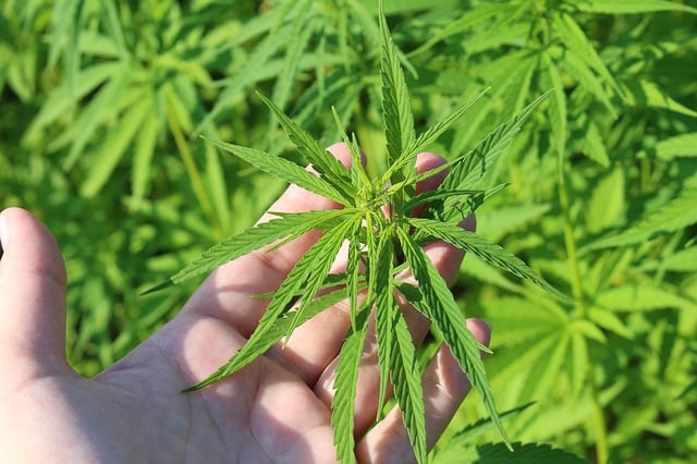 dans une graine de cannabis 