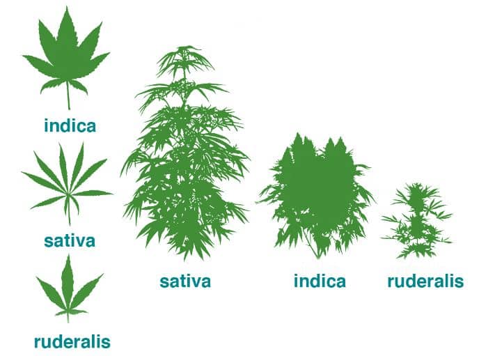 dans une graine de cannabis 