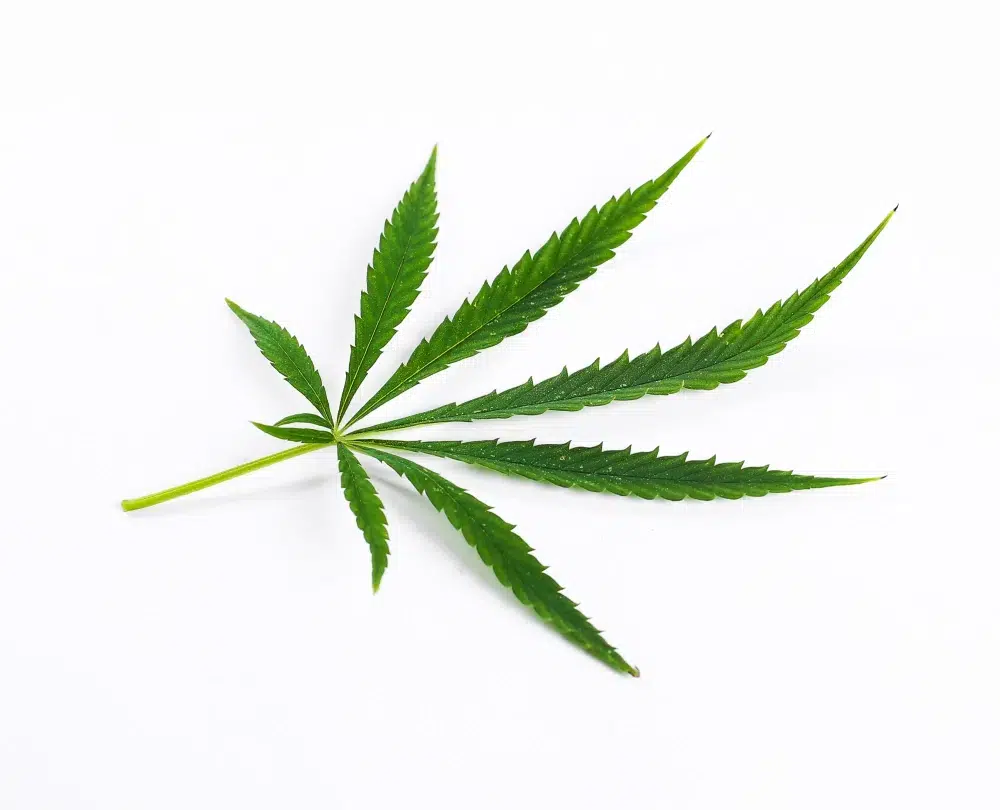  feuilles de cannabis