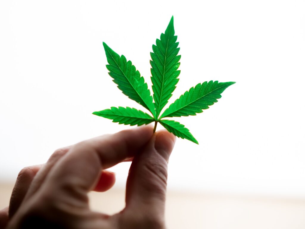  feuilles de cannabis