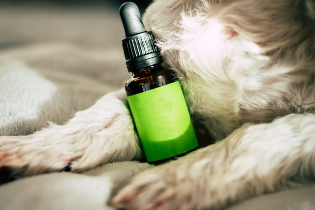 huile CBD peut-elle aider les chiens hyperactifs 