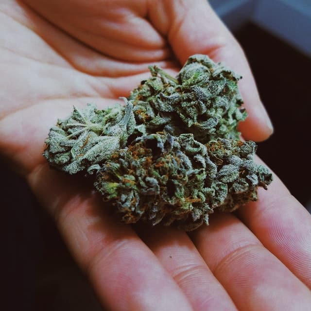 le Kush (Cannabis et CBD )