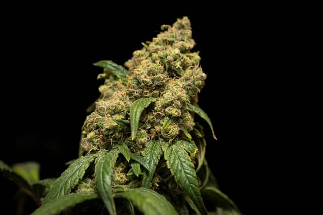  les fleurs sur une plante de cannabis CBD