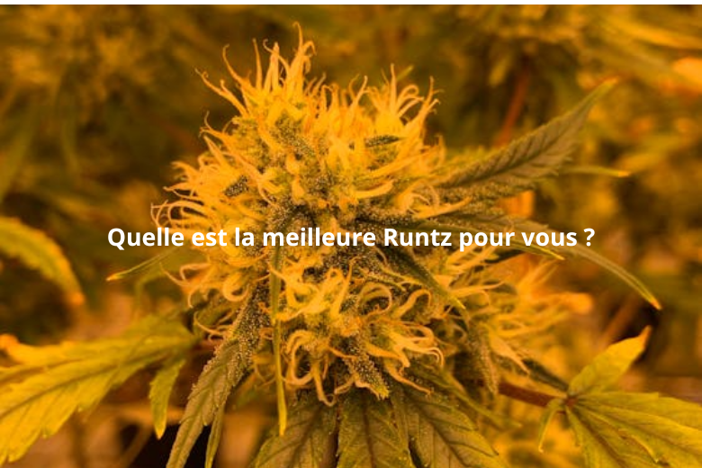 quelle est la meilleure Runtz